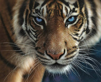 Blue Eyes Tiger by Colin Bogle