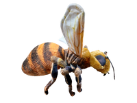 Bee 14" Plush Insect Stuffed Animal