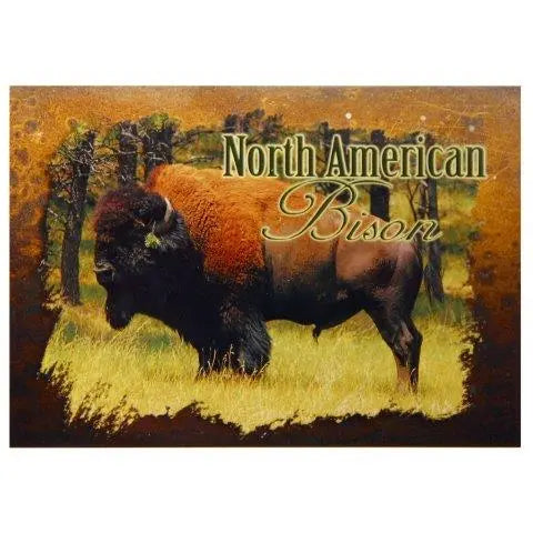 North American Bison Postcard