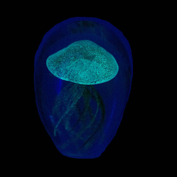 Green and Blue Glow in the Dark Jellyfish Coastal Art Glass