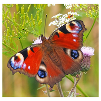 Coasters - Butterflies