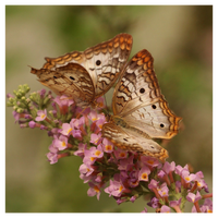 Coasters - Butterflies