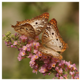 Coasters - Butterflies